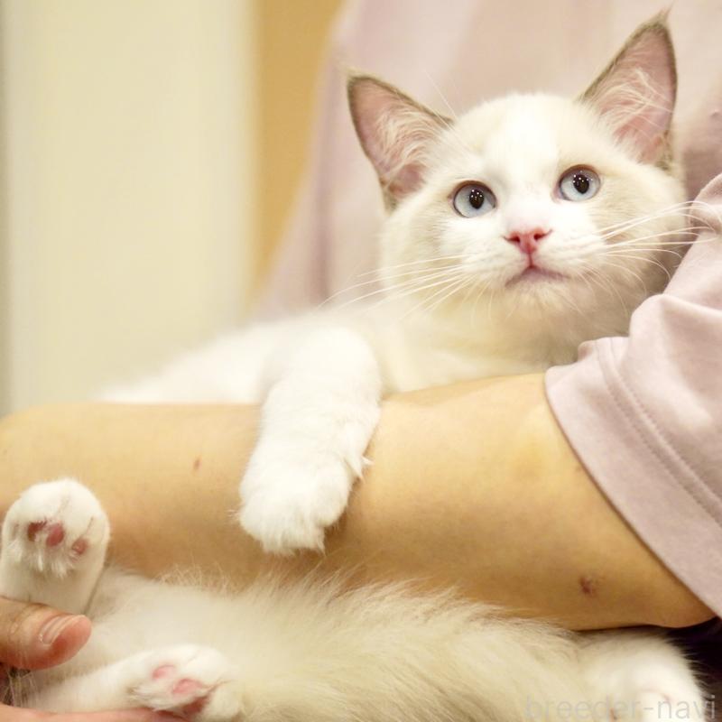 販売中の東京都のラグドール-121201の1枚目