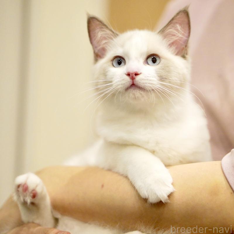 販売中の東京都のラグドール-121201の15枚目