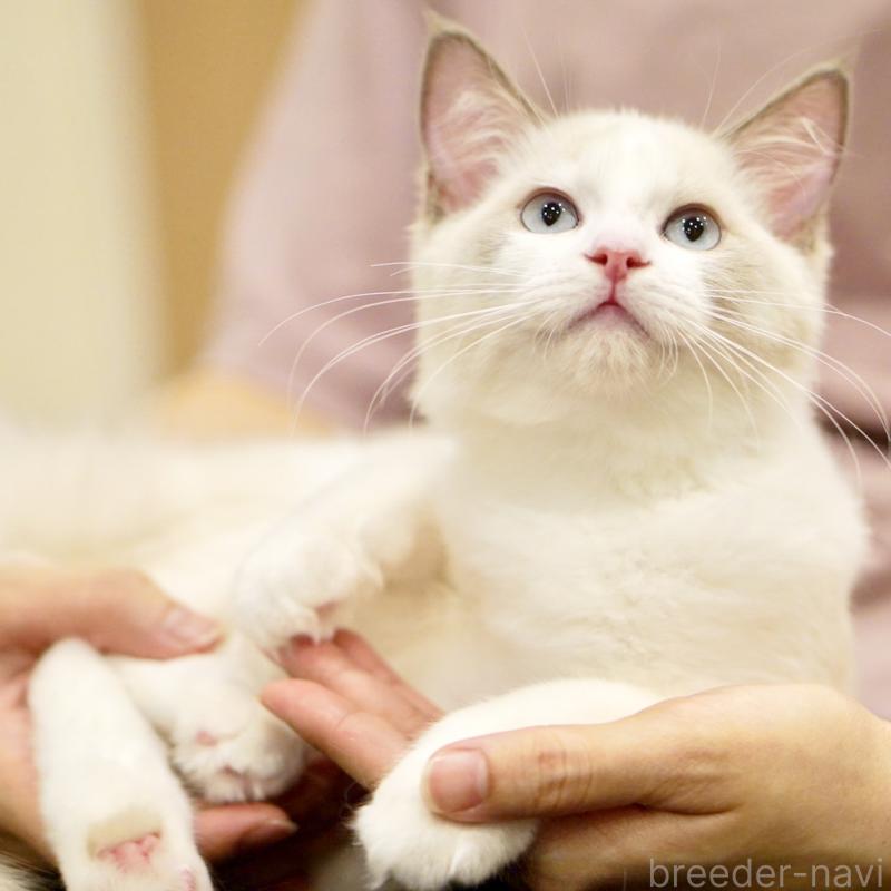 販売中の東京都のラグドール-121201の14枚目