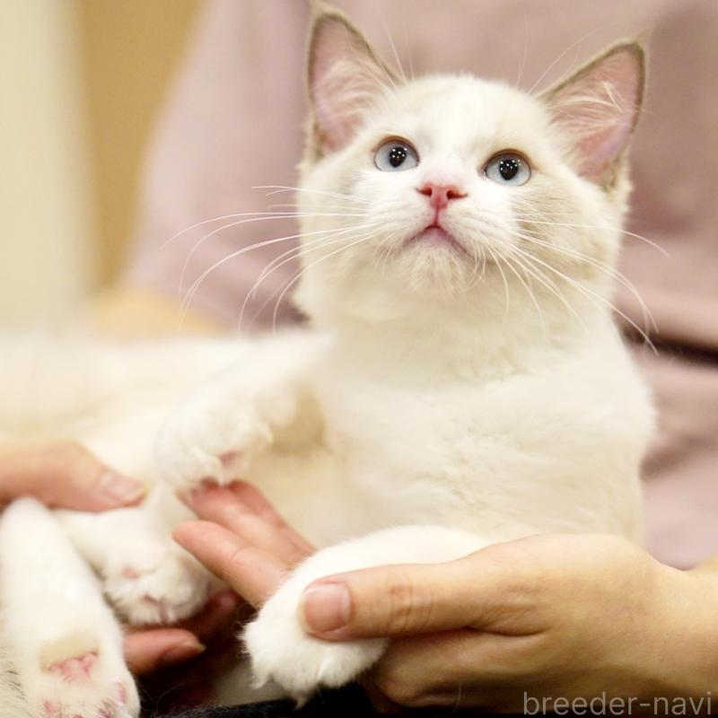 販売中の東京都のラグドール-121201の13枚目