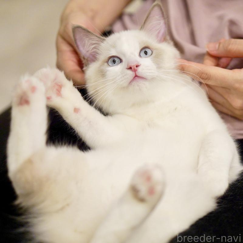 販売中の東京都のラグドール-121201の12枚目