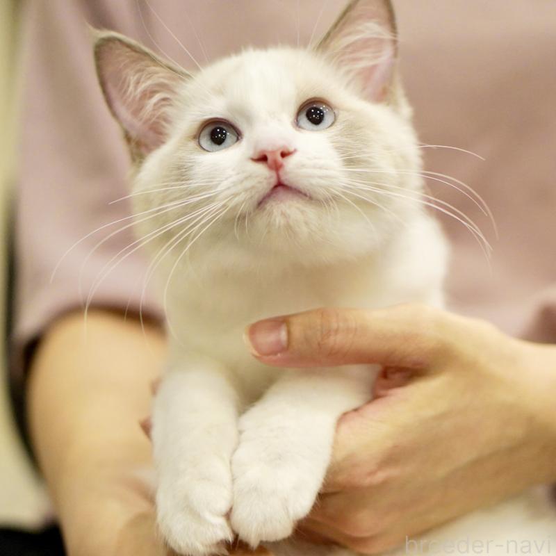 販売中の東京都のラグドール-121201の11枚目