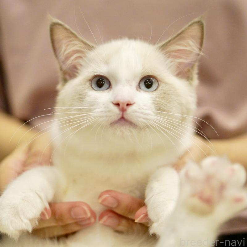 販売中の東京都のラグドール-121201の10枚目