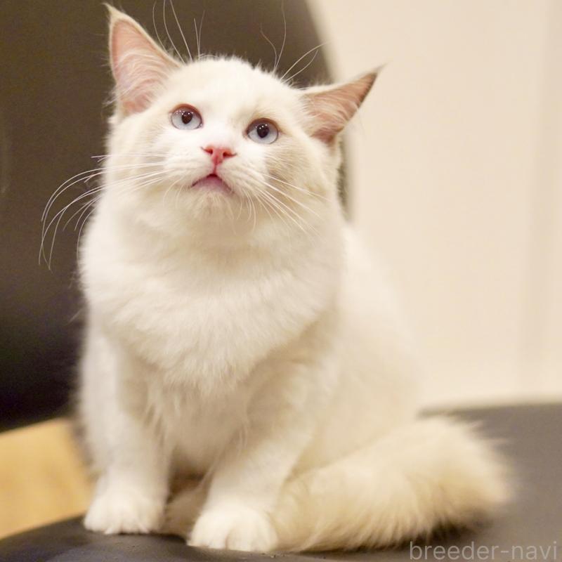 販売中の東京都のラグドール-121201の9枚目