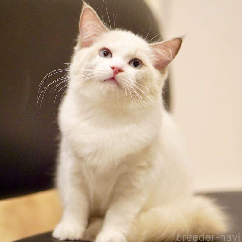 販売中の東京都のラグドール-121201の8枚目