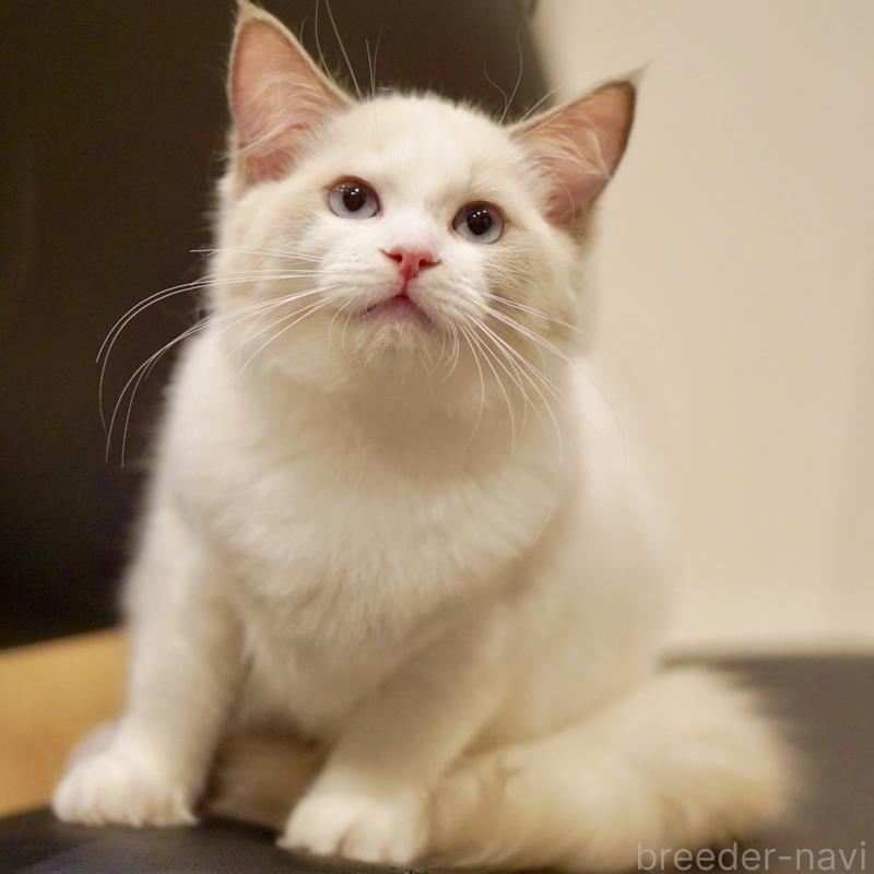 販売中の東京都のラグドール-121201の7枚目