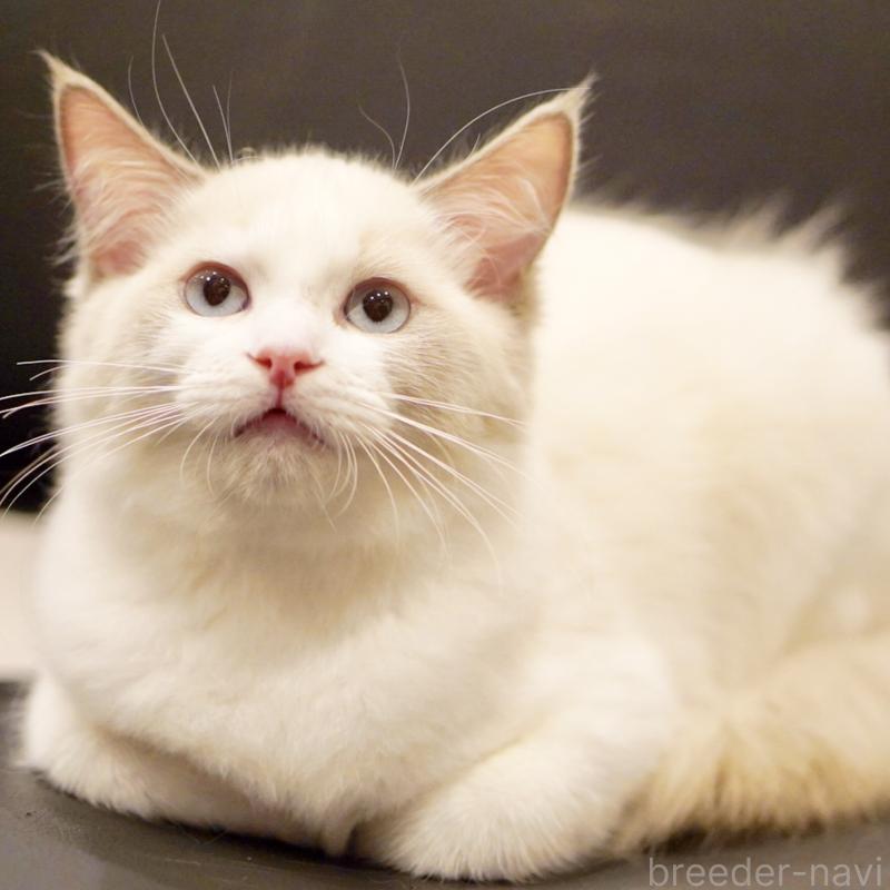 販売中の東京都のラグドール-121201の6枚目