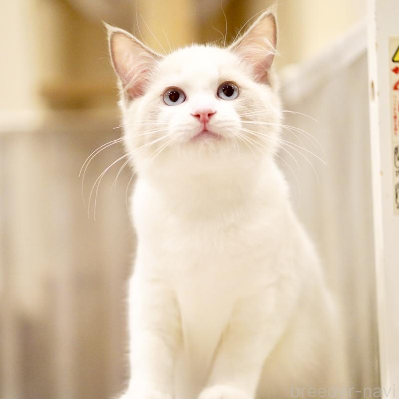 販売中の東京都のラグドール-121201の5枚目