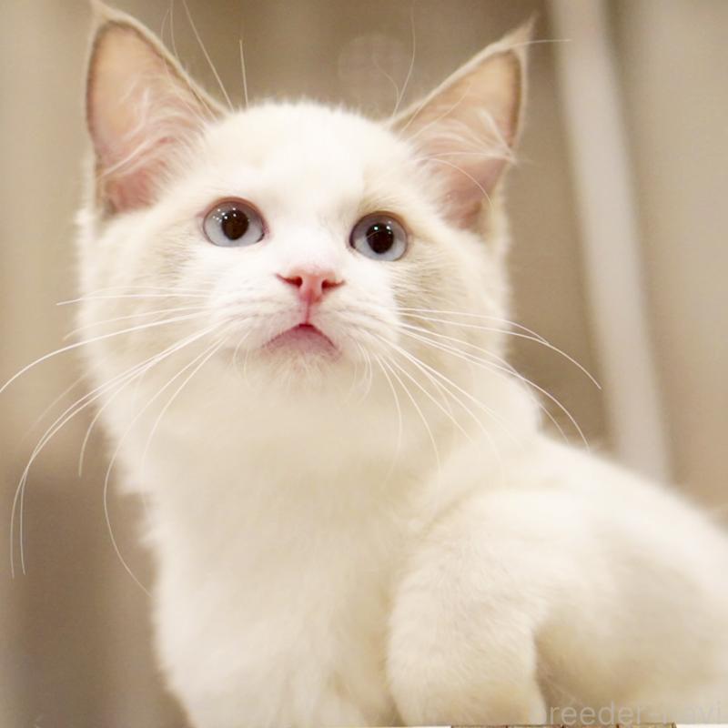 販売中の東京都のラグドール-121201の4枚目