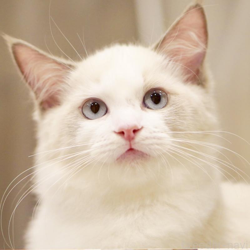 販売中の東京都のラグドール-121201の3枚目