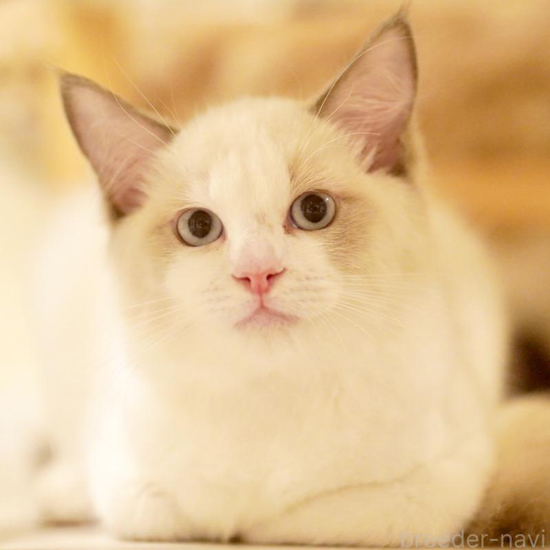 販売中の東京都のラグドール-121201の2枚目