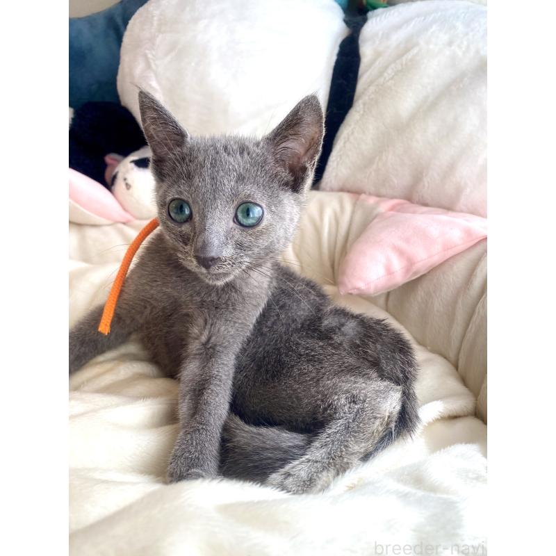 成約済の東京都のロシアンブルー-125594の10枚目