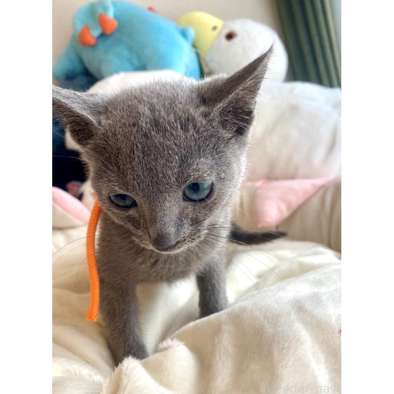 成約済の東京都のロシアンブルー-125594の9枚目