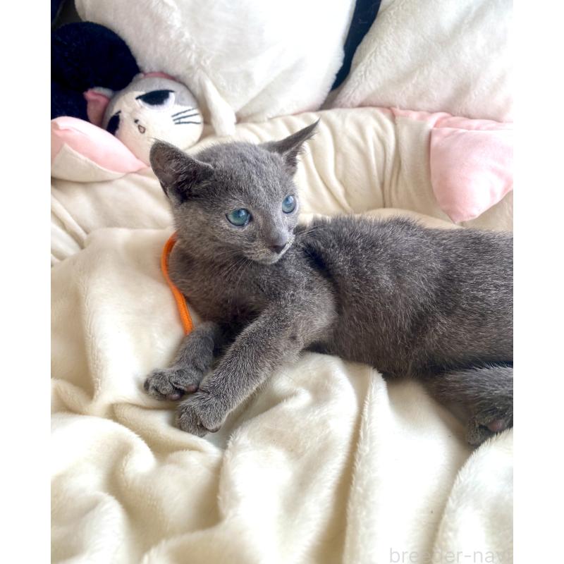 成約済の東京都のロシアンブルー-125594の8枚目