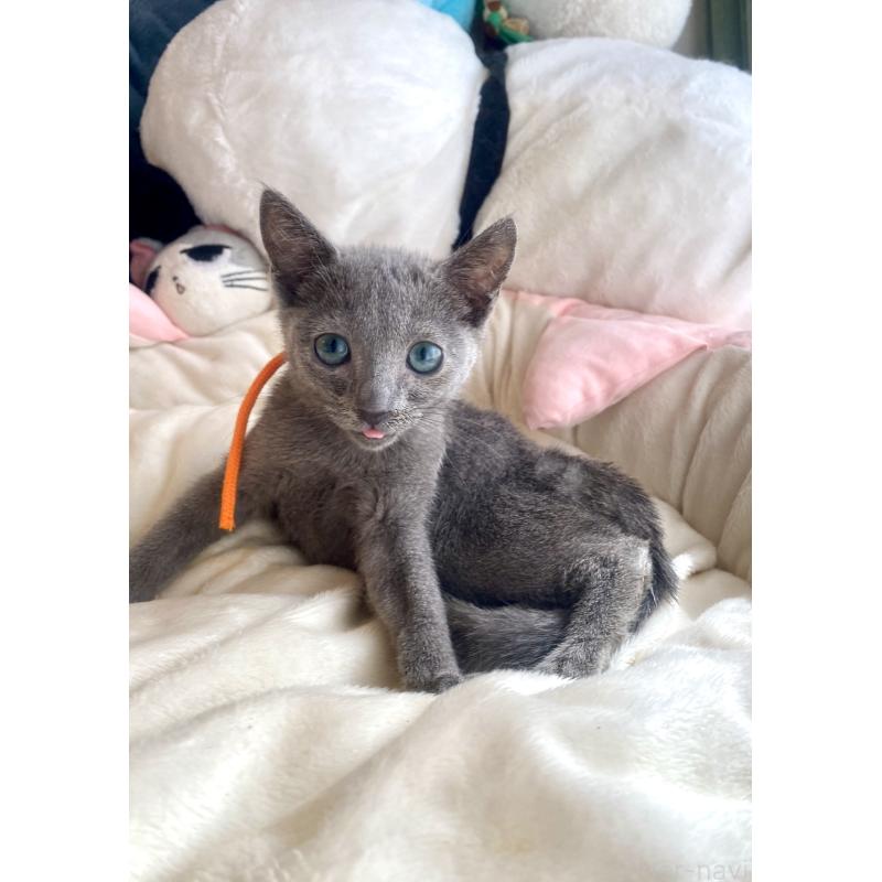 成約済の東京都のロシアンブルー-125594の7枚目