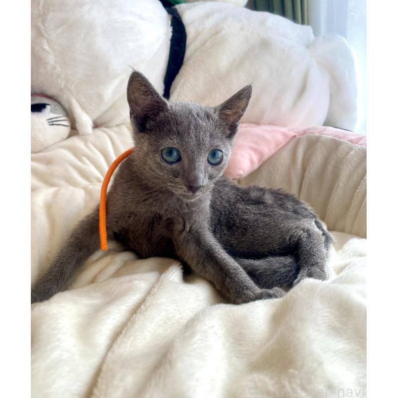 成約済の東京都のロシアンブルー-125594の6枚目