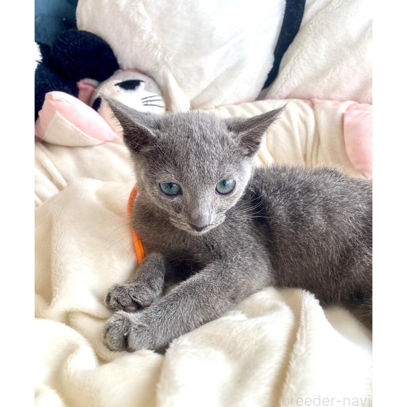 成約済の東京都のロシアンブルー-125594の5枚目