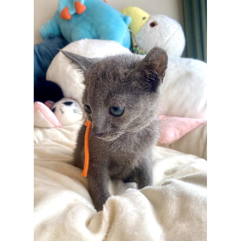 成約済の東京都のロシアンブルー-125594の4枚目