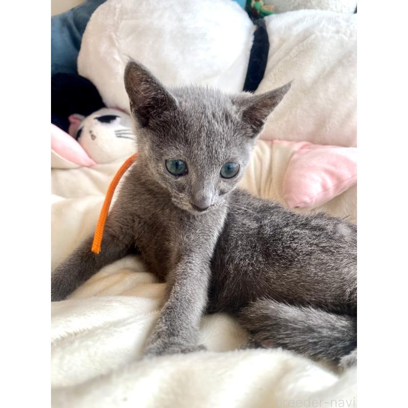 成約済の東京都のロシアンブルー-125594の3枚目