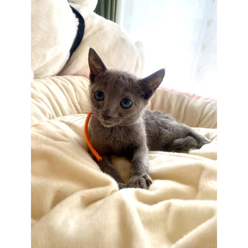 成約済の東京都のロシアンブルー-125594の2枚目