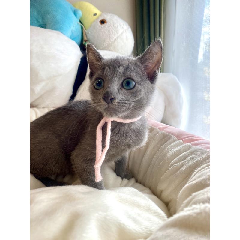 成約済の東京都のロシアンブルー-125592の9枚目