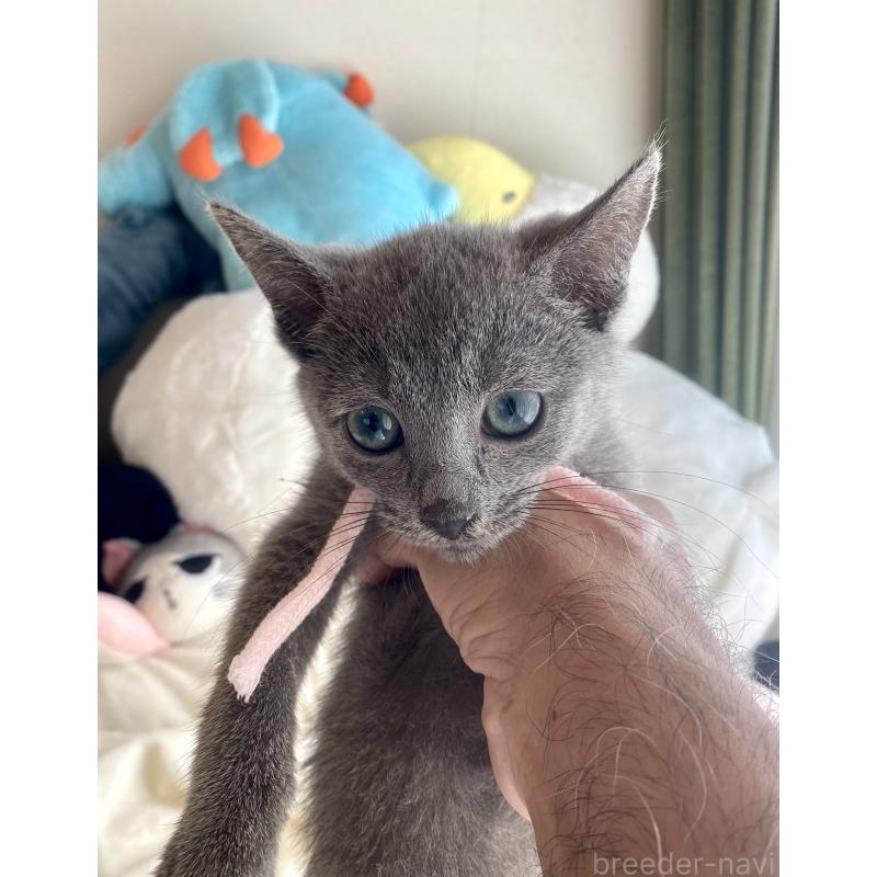 成約済の東京都のロシアンブルー-125592の8枚目