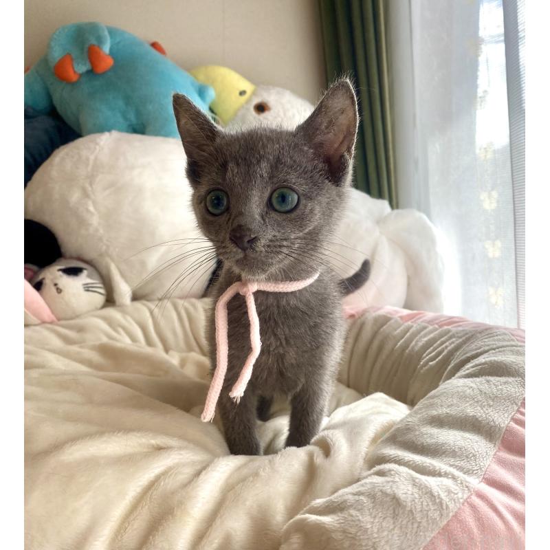 成約済の東京都のロシアンブルー-125592の7枚目