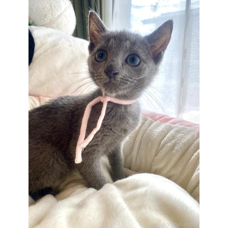 成約済の東京都のロシアンブルー-125592の6枚目