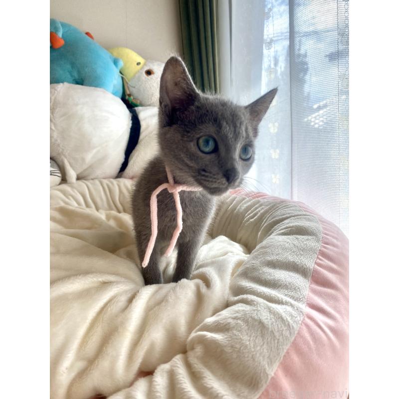 成約済の東京都のロシアンブルー-125592の5枚目