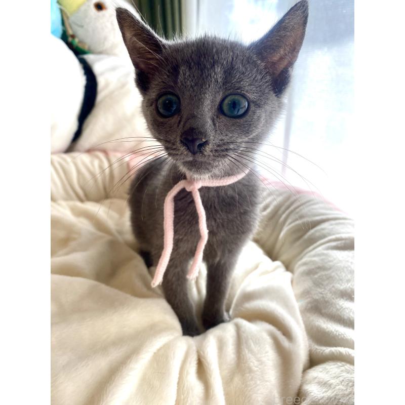 成約済の東京都のロシアンブルー-125592の4枚目