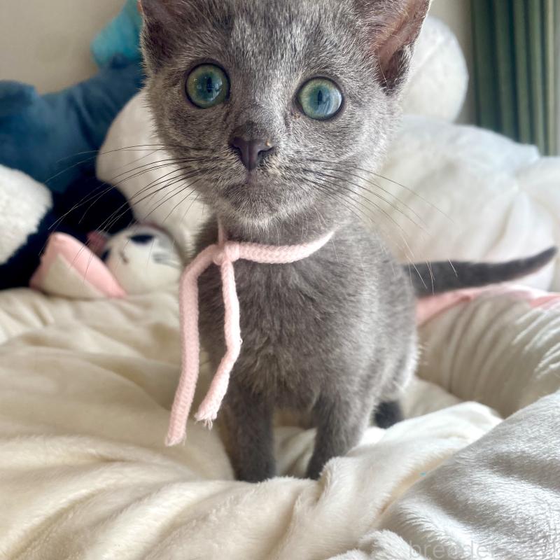 成約済の東京都のロシアンブルー-125592の3枚目