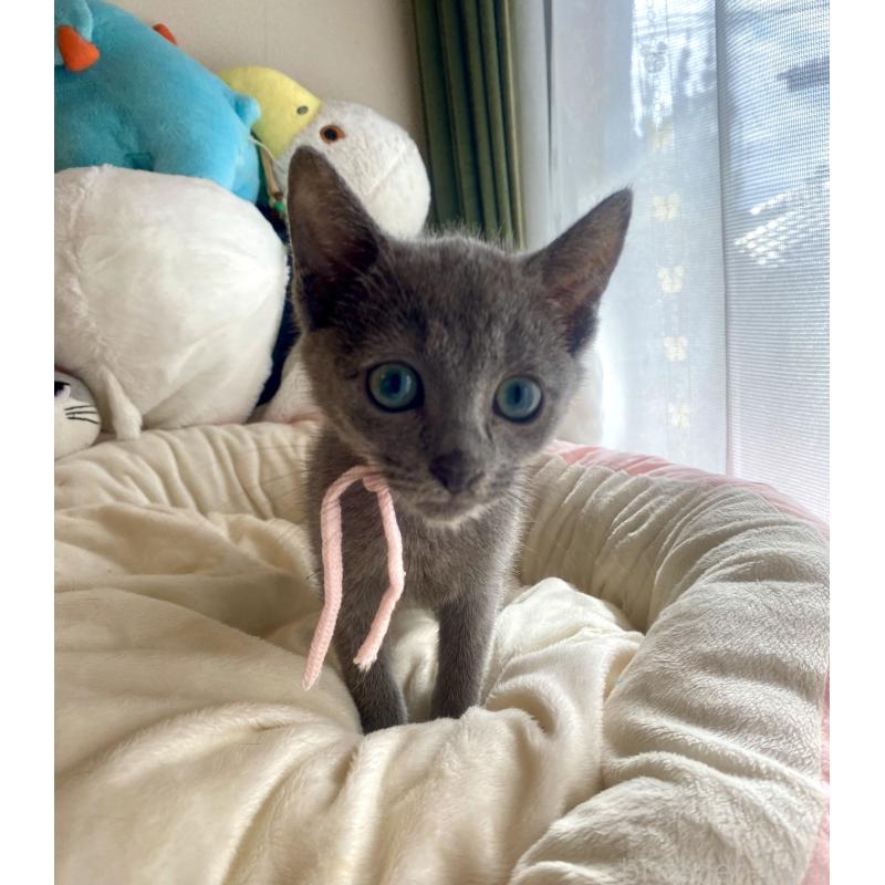 成約済の東京都のロシアンブルー-125592の2枚目