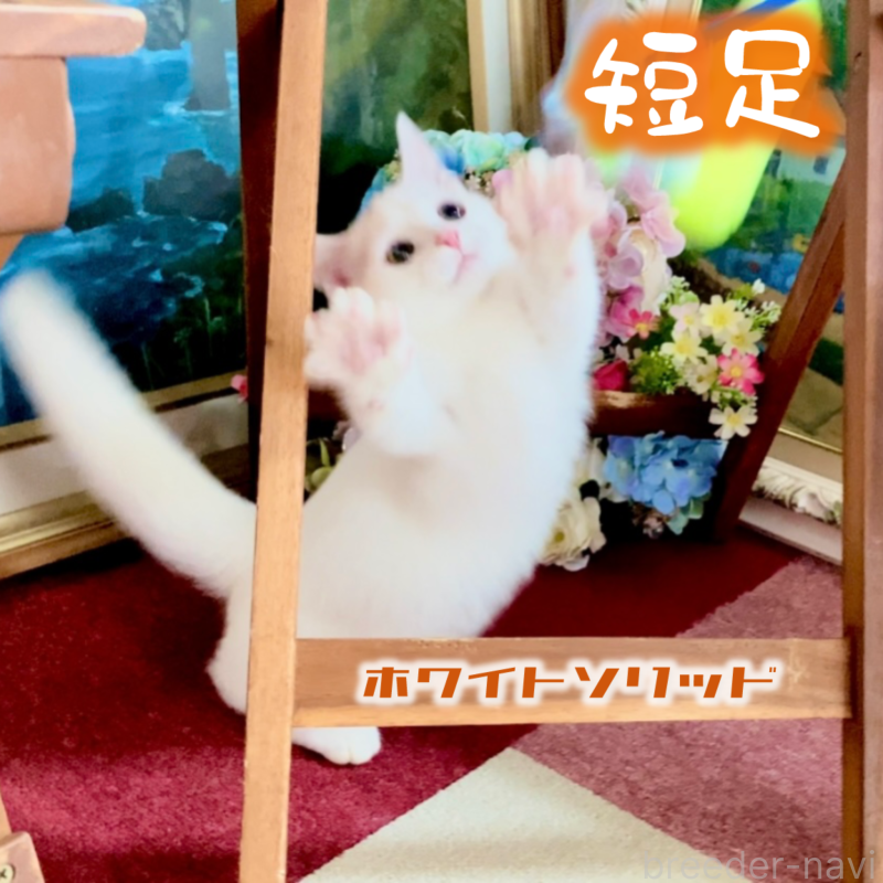 販売中の北海道のマンチカン-123370