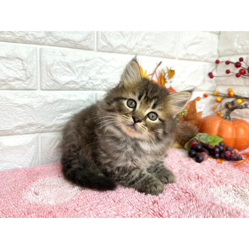 販売中の埼玉県のミヌエット-129481の2枚目