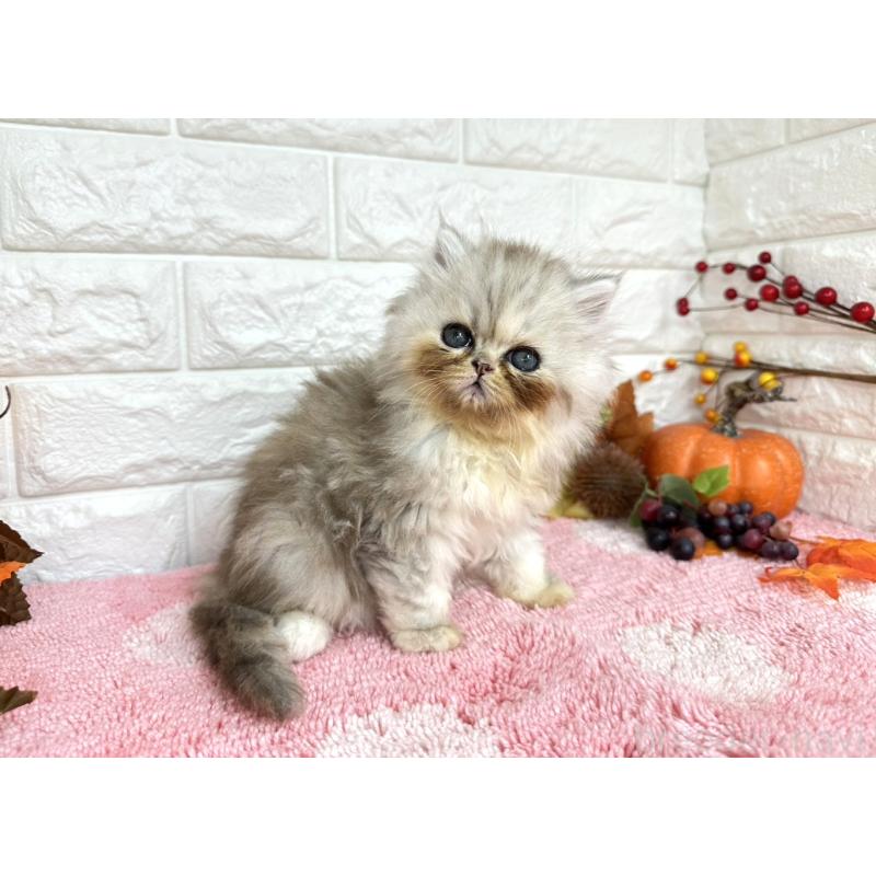 販売中の埼玉県のミヌエット-129482の5枚目