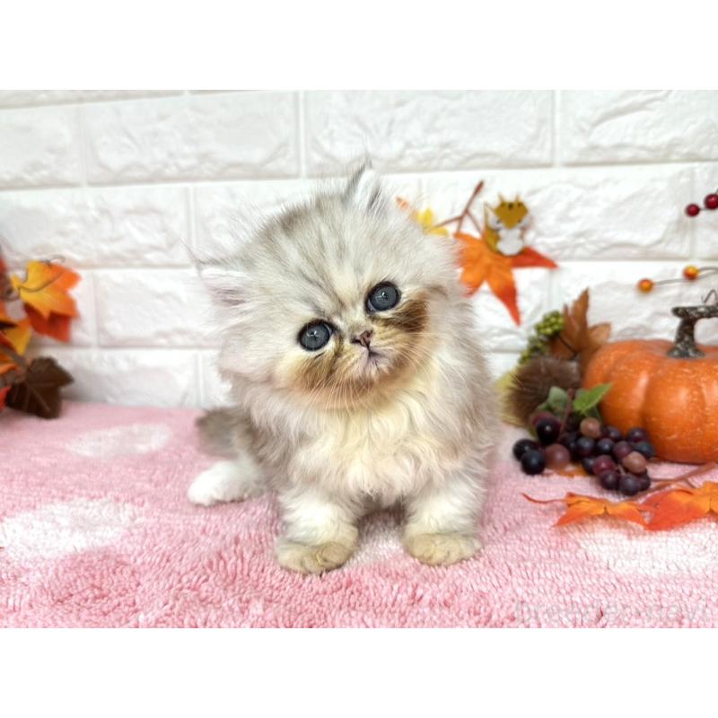 販売中の埼玉県のミヌエット-129482の3枚目