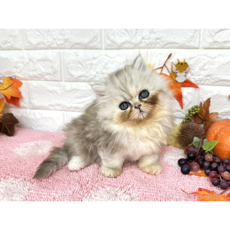 販売中の埼玉県のミヌエット-129482の2枚目