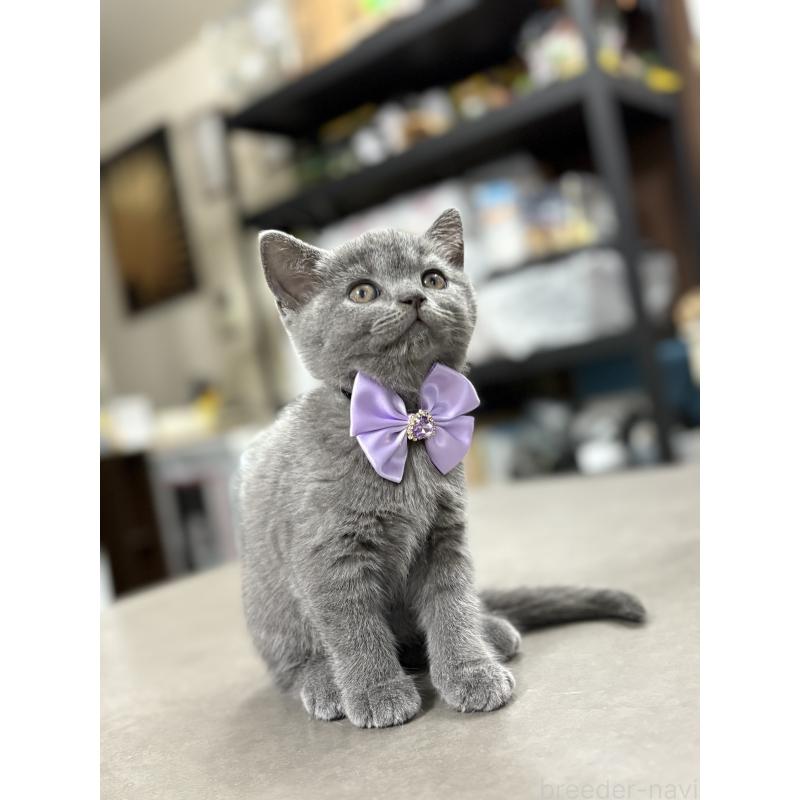 販売中の広島県のブリティッシュショートヘア-129001の6枚目