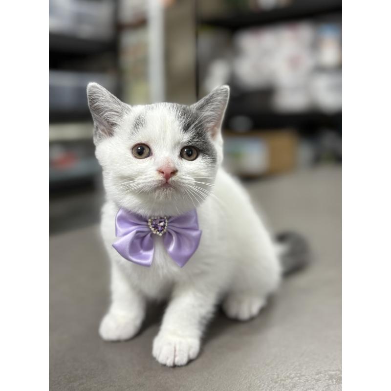 販売中の広島県のブリティッシュショートヘア-129002の6枚目