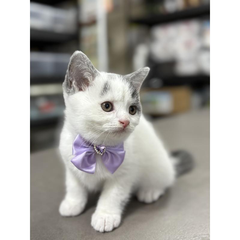 販売中の広島県のブリティッシュショートヘア-129002の5枚目