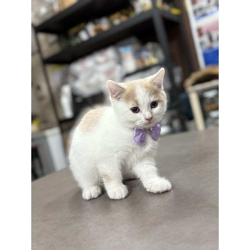 販売中の広島県のブリティッシュショートヘア-129004の7枚目