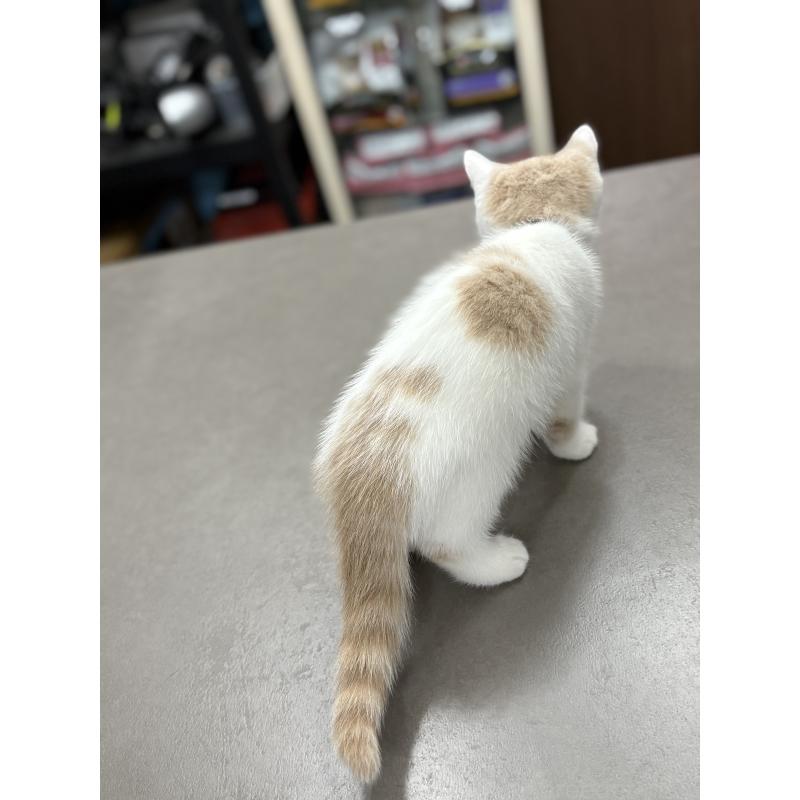 販売中の広島県のブリティッシュショートヘア-129004の6枚目