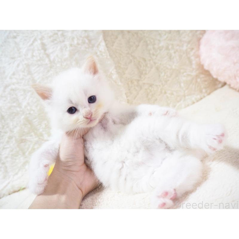 商談中の大阪府のサイベリアン-128776の6枚目