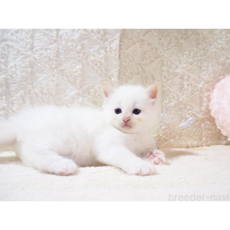 商談中の大阪府のサイベリアン-128776の5枚目