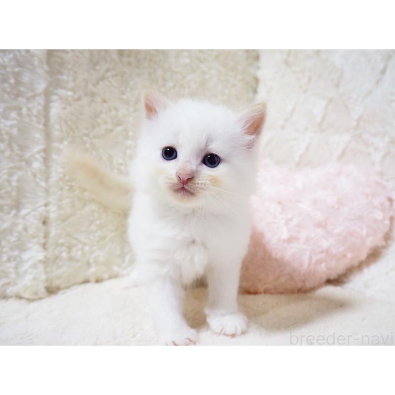 商談中の大阪府のサイベリアン-128776の4枚目