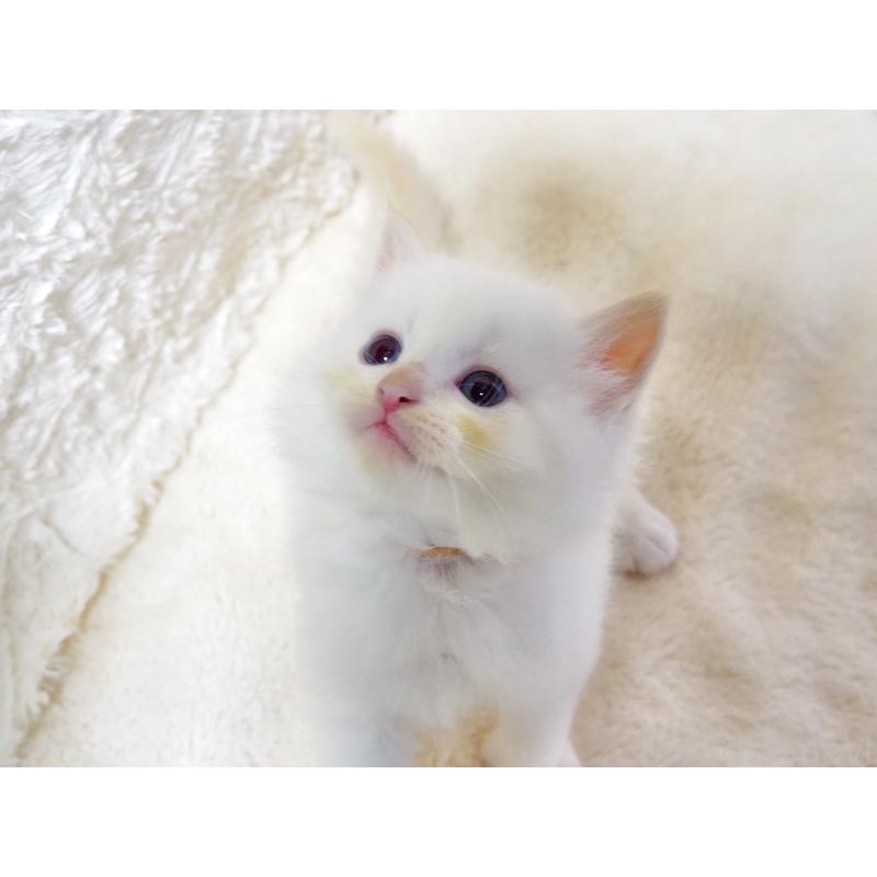 商談中の大阪府のサイベリアン-128776の3枚目