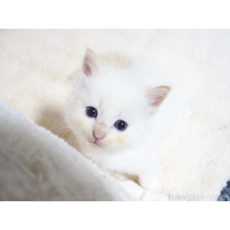 商談中の大阪府のサイベリアン-128776の2枚目