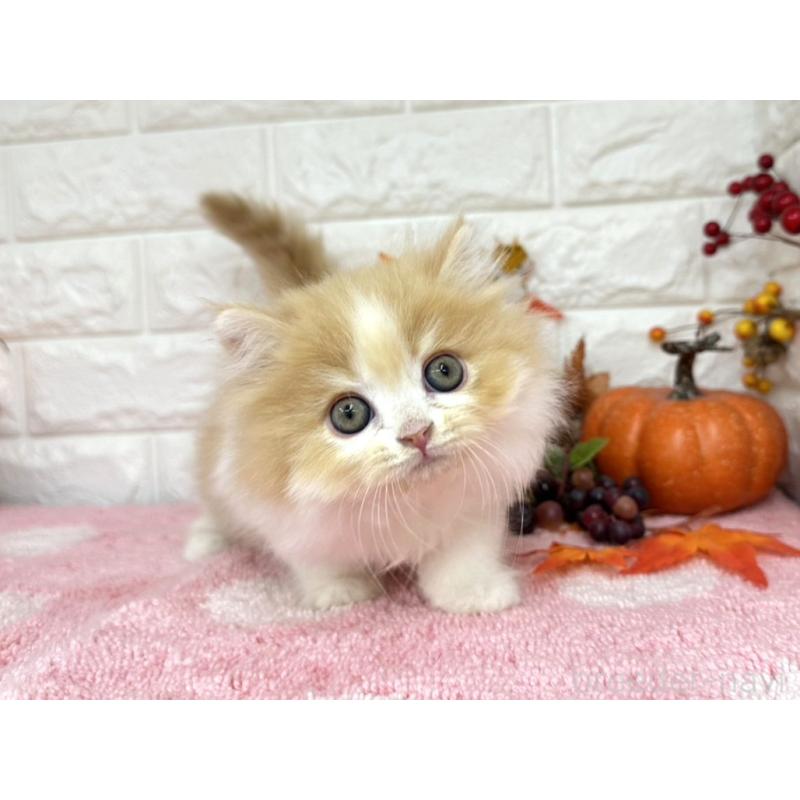 販売中の埼玉県のミヌエット-128014の1枚目