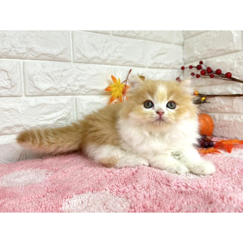 販売中の埼玉県のミヌエット-128014の6枚目