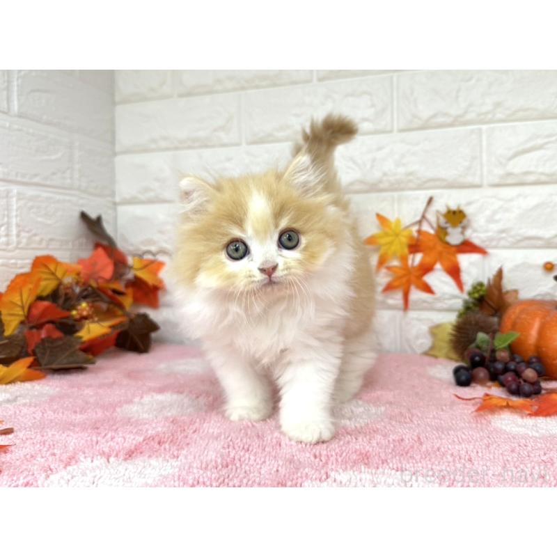 販売中の埼玉県のミヌエット-128014の5枚目